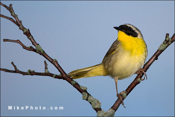 Common Yellowthroat Male Warbler