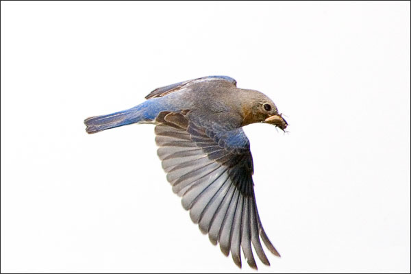 Eastern Bluebird Female In Flight With Mealworm