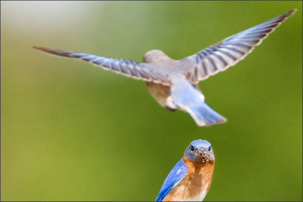 Eastern Bluebird Female Hovering Above The Male