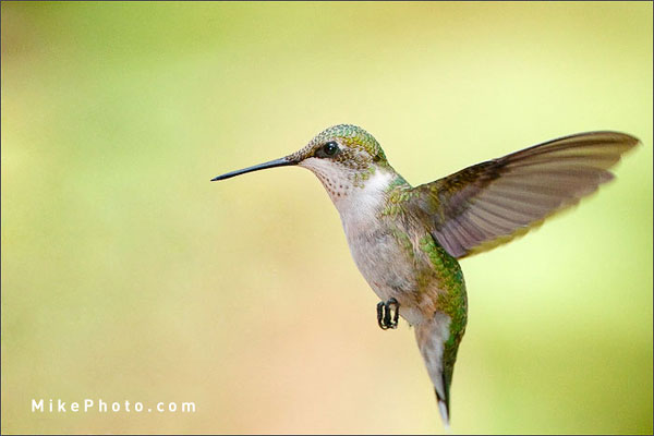 Ruby-Throated Hummingbird at Holiday Beach, Ontario, Canada