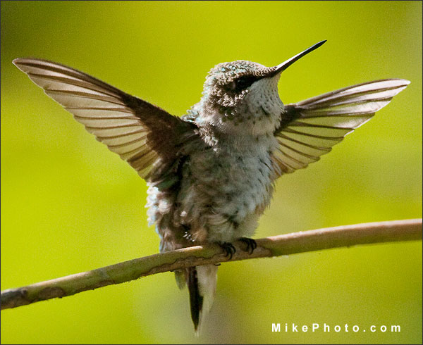 Wing span of the Ruby-Throated Hummingbird