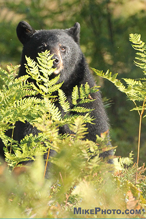 A female black bear standing up behind foliage in Algonquin Provincial Park.