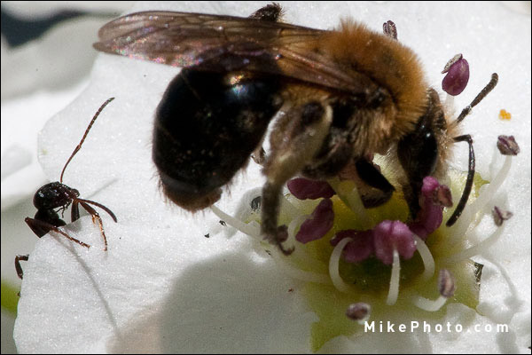 Ant and bee searching for flower nectar