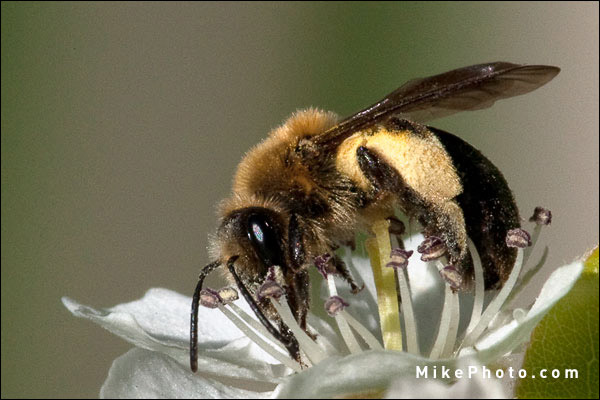 Bee On Ornamental Pear Tree Flower