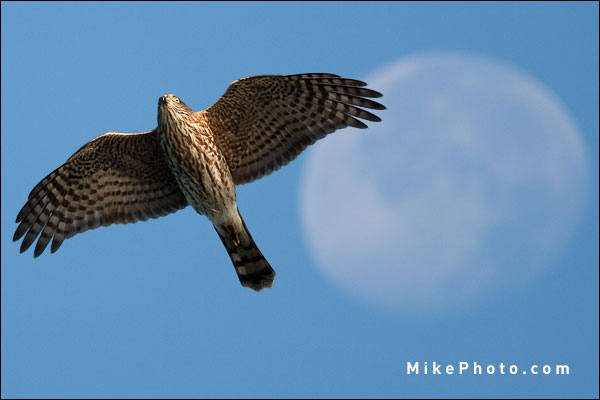 Sharp-Shinned Hawk in Fall Migration, Ontario