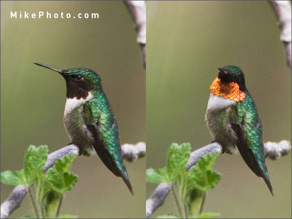 Iridescent colours of the Ruby-Throated Hummingbird