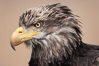 Bald Eagle’s Nictitating Membrane