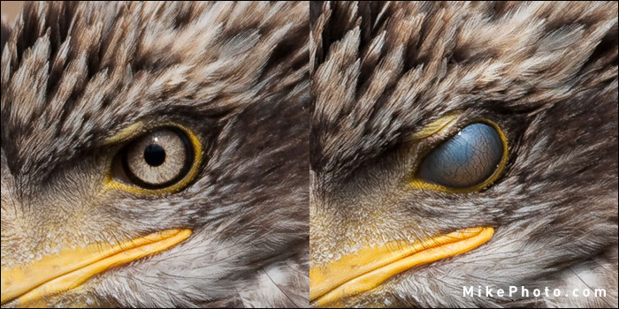 Bald Eagle Inner Eyelid Closeup - Nictitating Membrane