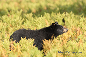A female black bear in profile walking in front of my camera in Algonquin Provincial Park.