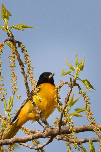 The Male Baltimore Oriole - Point Pelee