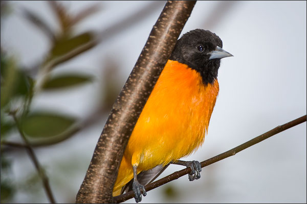 The Male Baltimore Oriole - Point Pelee