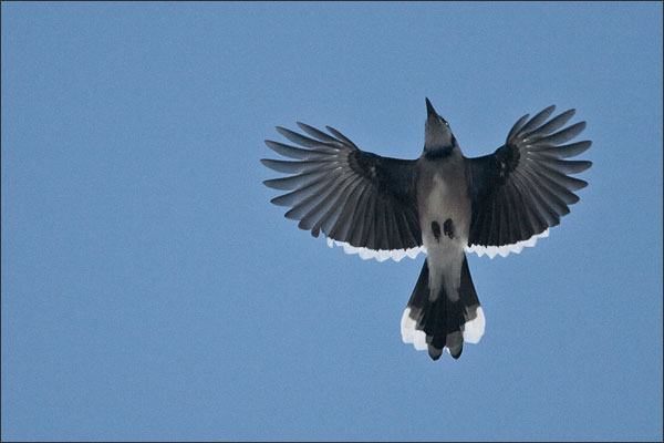 Blue Jay in Fall Migration