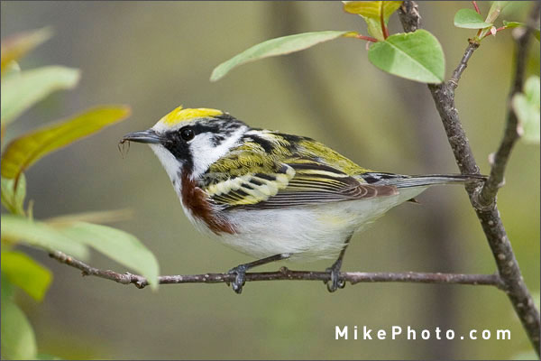 Chestnut-Sided Warbler with Ant