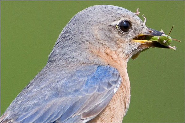 Eastern Bluebird Female With Grasshoper