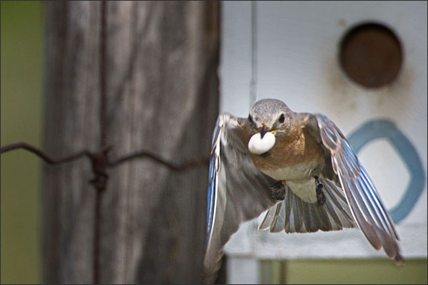 Eastern Bluebird Female With Poop Sac