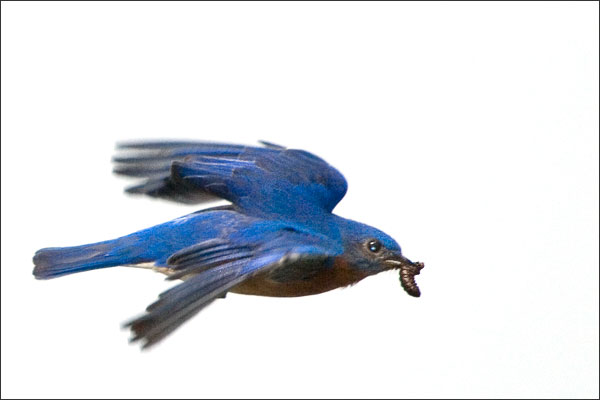 Eastern Bluebird Male In Flight With Mealworm