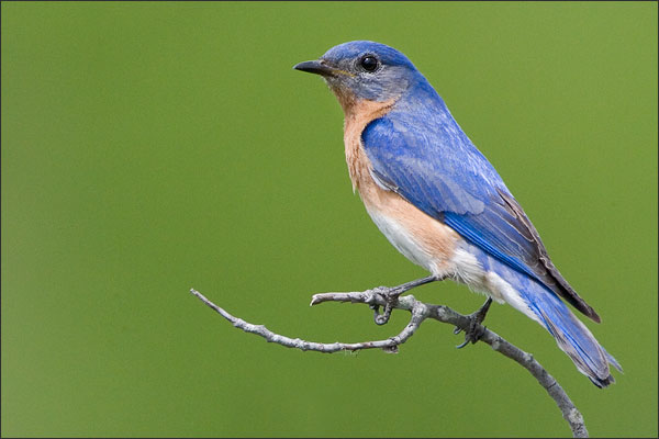 Eastern Bluebird Male