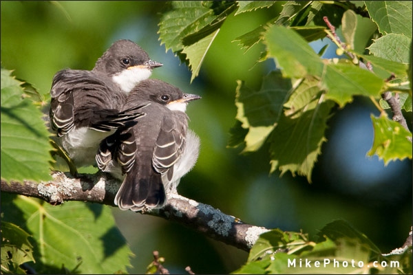 Eastern Kingbird chicks reacting to my movement