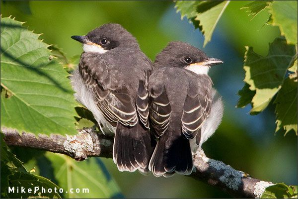 Eastern Kingbird Chicks Huddling For Warmth