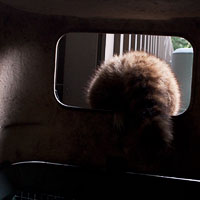 Raccoon climbing out of the garbage!