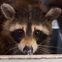 Raccoon with milk moustache looking into the camera!