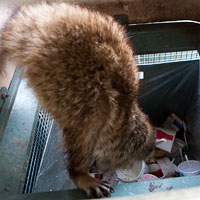 Raccoon reaching deep into a garbage can!