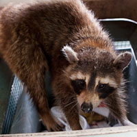 Raccoon browsing garbage!