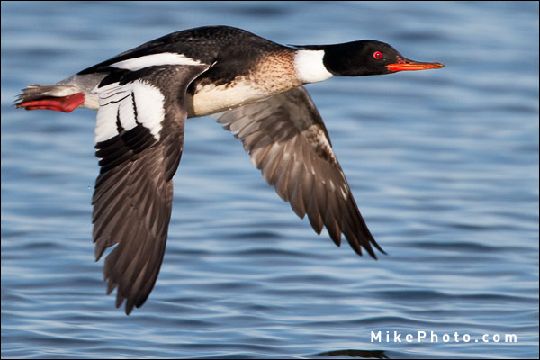 Red Breasted Merganser At Luther Marsh