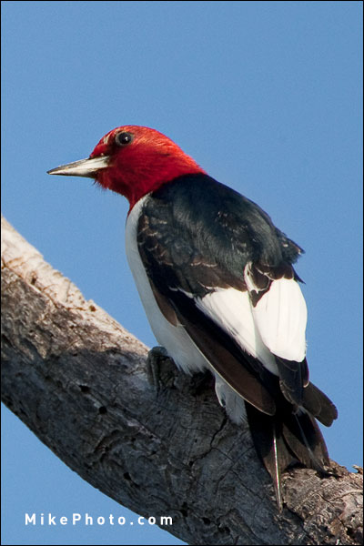 Red Headed Woodpecker