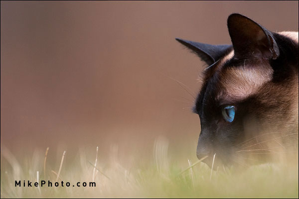 Siemese Cat - Traditional Seal Point