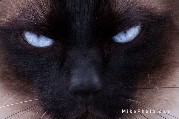 Siamese Eye Color - Blue