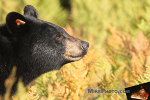 A female black bear with its identification tag from the Minister of Natural Resources in Algonquin Provincial Park.