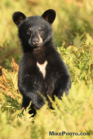 Black bear cub in Algonquin Provincial Park with white spot on its chest.