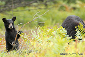 A cute black bear cub standing up in a wild blueberries field in Algonquin Provincial Park.