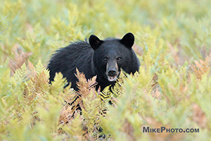 A female black bear looking straight towards me in Algonquin Provincial Park.