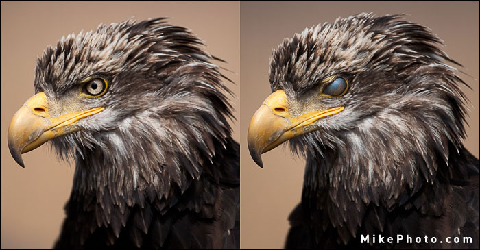 Compare the bald eagle inner eyelid 