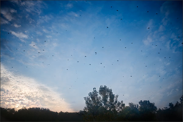 Blue Jays in Fall Migration