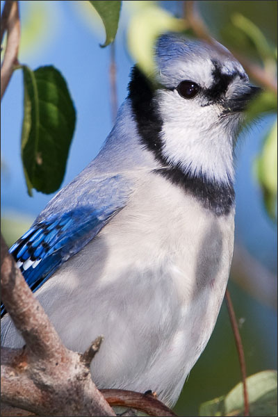 Blue Jay Hiding From Sharp-Shinned Hawk