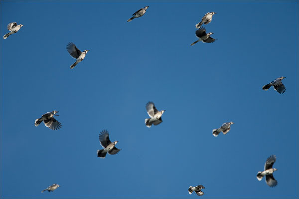 Blue Jays Flock in Fall Migration