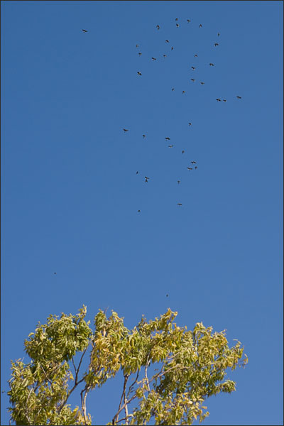 Blue Jays Returning to the Tree Line