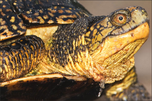 Close-up of female Blandings's Turtle