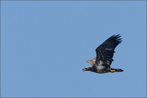 Golden Eagle In Fall Migration