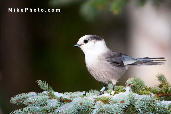 Gray Jay in Algonquin Park