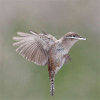 House Wren with spider cotton as nest building material