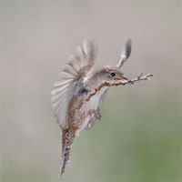 House Wren with dead stick as nest building material