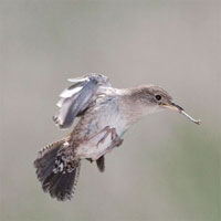 House Wren with dead stick as nest building material