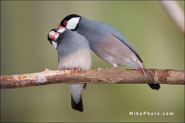 Java Sparrow - Niagara Bird Kingdom, Ontario