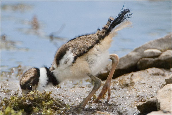 Killdeer Baby Bird Foraging