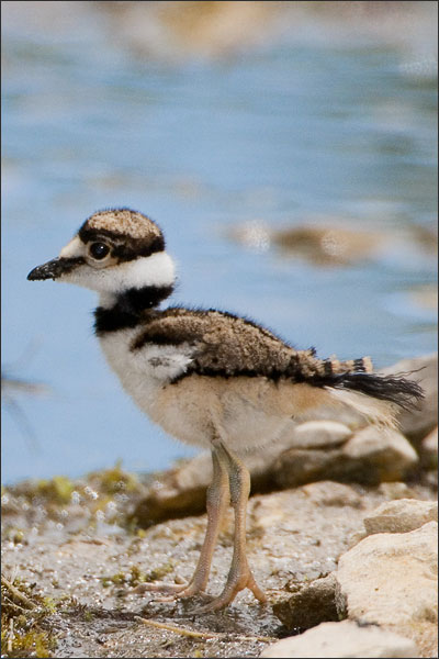 Killdeer Baby Bird Portrait