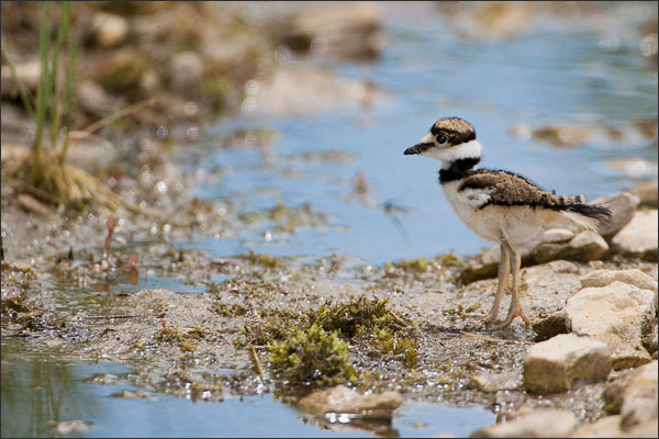 Killdeer Baby Bird Portrait